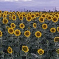 Air Force Pam 🇺🇸 Vet Resistance