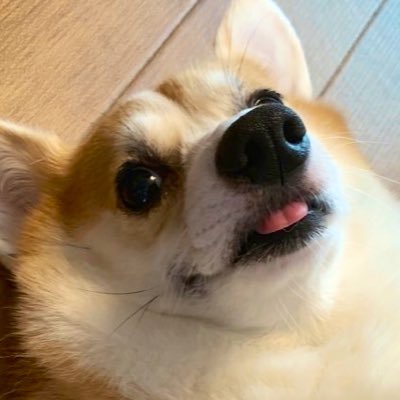 こむぎちゃんの遺灰