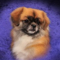 Lord Matt | Dividend Investment Strategist