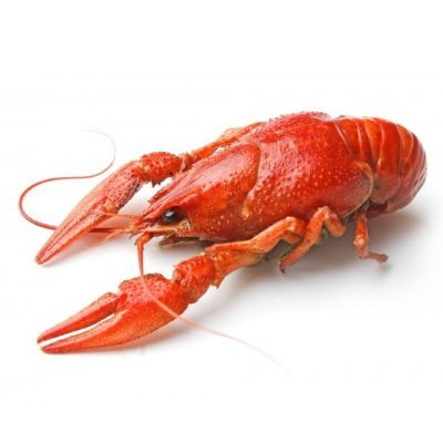 Ecrevisse 一一━デ╦︻