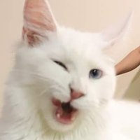 T. A. Petersön: Bard-barian