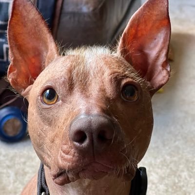 Election FAFO Patrol