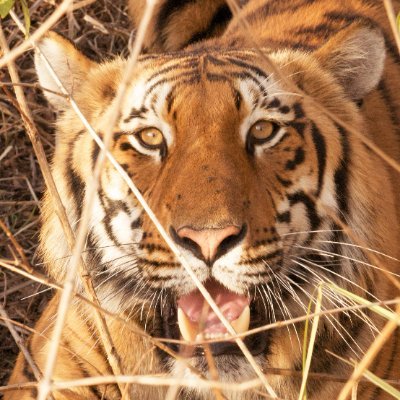 Corbett National Park