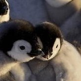 Eastwacker (the real one) 🐧