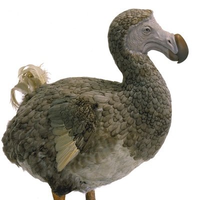 Kritischer Beobachter