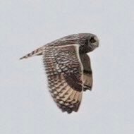 Sharon Wood (nee Loose)