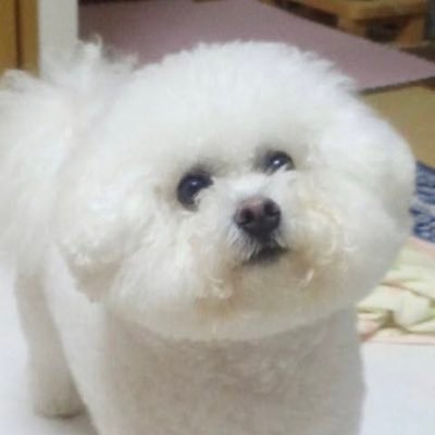 みか_Vlove🐻🐯