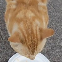 つかたん@🎀🐿都会に近い半都会ぐらいで静かに暮らしたい人