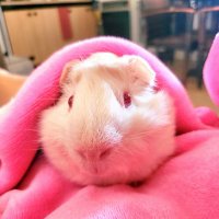 Eli 💗🧚🇮🇨🇪🇸