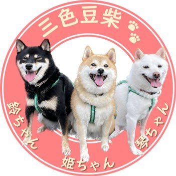 豆柴3色姉妹♪姫.鈴.琴♪