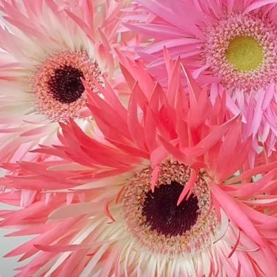 Thirza_hsu 🐬TermMax