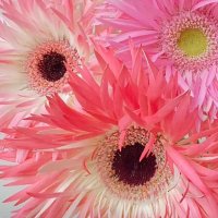 Thirza_hsu 🐬TermMax