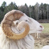 Lorenzo Levi Brown :🐏🐑 Follow Me On BlueSky 🦋