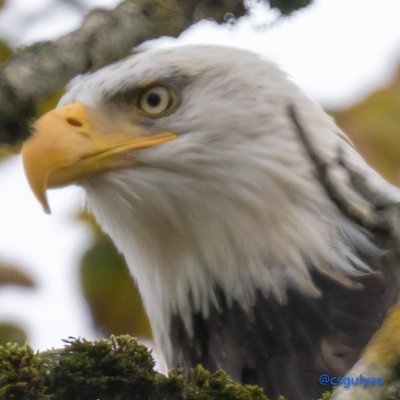 Csaba Gulyas 🇨🇦🇺🇸