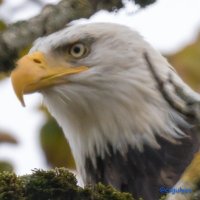 Csaba Gulyas 🇨🇦🇺🇸