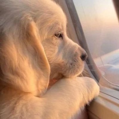 ลูกหมา 🐶