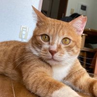 り～ちゃ🐈