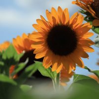 ☔️🐬ひまわり(旧ねーむ)🎣⚔