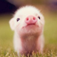 Grogne Moncochon 🇫🇷 🇺🇦 🦋