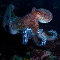 🏴󠁧󠁢󠁷󠁬󠁳󠁿Ann Powell Thomas 🏴󠁧󠁢󠁷󠁬󠁳󠁿