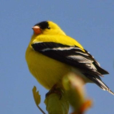 Jojo 🇨🇦 🇬🇱 🇺🇦