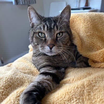 🇺🇦 Jackie (& Hari 😺) Stephen