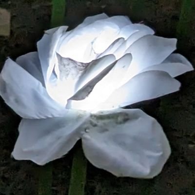 Dartsgoldie 🇬🇧