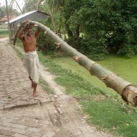 टिम्बर मर्चेंट 😉