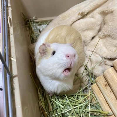 🐹クマちゃんと…🐹