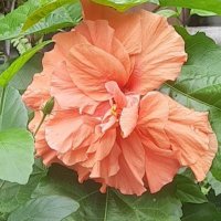 🌺mangga💐🌸🌷