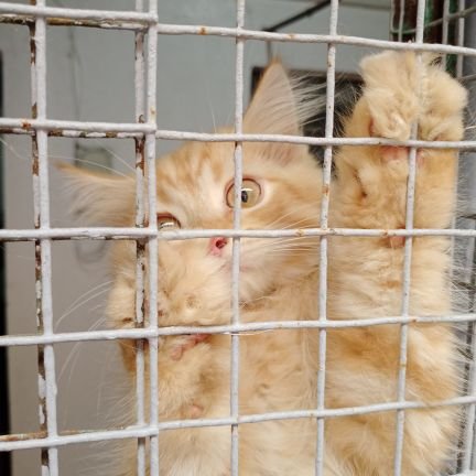 Change"Mai"Mind / Comms in VGEN