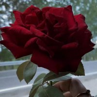 laraib STONE🐦‍⬛🪨"