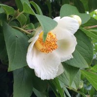 みずはら mizuhara