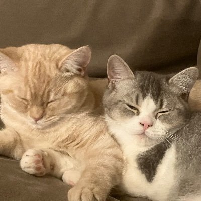 stappertjesentrappertjes