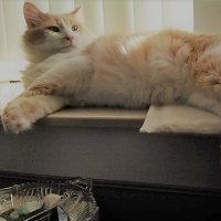 Madame Roux 🇵🇸