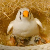 💛みき☆錦華鳥つがい🐤🐤✧*ﾟ💛ノア＆生楽💛虹組可愛い子供達🌈虎太郎・茶々・華・凛🌈