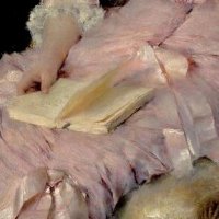 ₊‧°𐐪♡𐑂°‧₊