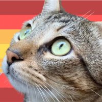 Pícara Pa' Siempre 🇪🇸⚔️