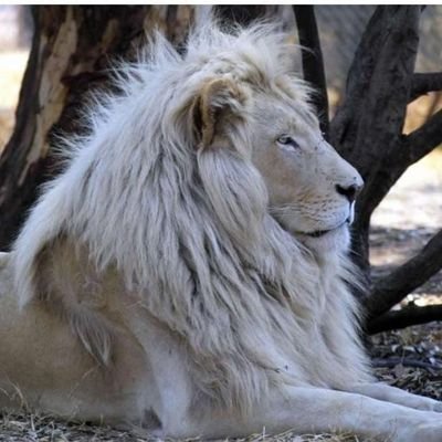 WhiteLion