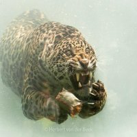 Jags on our way to 2026 season !