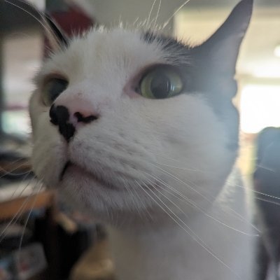 Emotional Support Cat