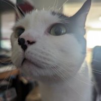 Emotional Support Cat