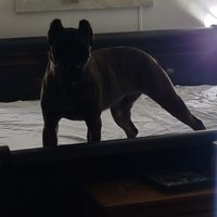 Night Raider🇺🇸🇮🇱✝️