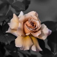 L'Allegro, il Penseroso ed il Moderato