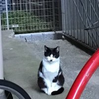 シャト(ゆるさんぞうの人ｗ)