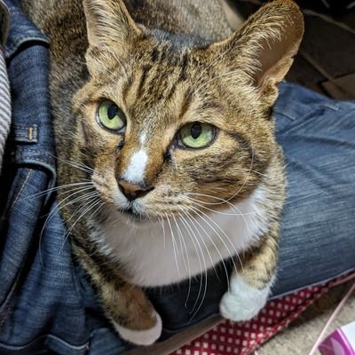 バイクバカは誉め言葉