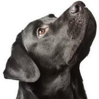 RedPillPoet ✝️ 🇺🇸 🇨🇦 🏴󠁧󠁢󠁥󠁮󠁧󠁿 🇮🇱 🇮🇪