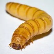 💧Not actually a MealWorm