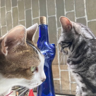 ゆきりん🦒🐬