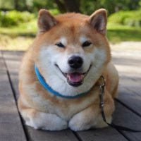 愛国スマイル犬🇯🇵